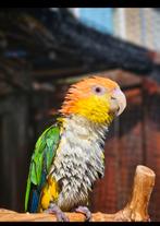 Lieve tamme roestkop caique, Dieren en Toebehoren, Papegaai, Tam