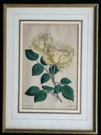 1892 J Andrews Botanische litho Rozen 26.5/36 cm, Antiek en Kunst, Ophalen of Verzenden