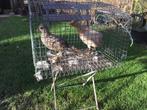 Te koop twee fazant hennetjes, Dieren en Toebehoren, Pluimvee, Vrouwelijk