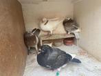Haagse tilduiven (piepers), Dieren en Toebehoren, Meerdere dieren, Kropper