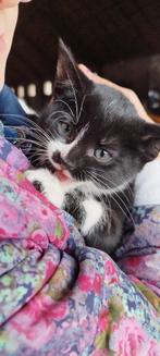 Schattige, sterke, gezonde kittens, verschillende kleuren, Dieren en Toebehoren, Katten en Kittens | Overige Katten, Meerdere dieren