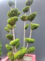 Bonsai taxus met multibollen in plantbak, Bloeit niet, Halfschaduw, Overige soorten, 100 tot 250 cm