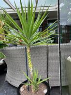 Plant, Tuin en Terras, Planten | Tuinplanten, Halfschaduw, Vaste plant, Overige soorten, Ophalen