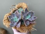 Graptoveria Bainessii Succulenten Vetplanten, Ophalen of Verzenden, Vetplant, Halfschaduw, Minder dan 100 cm