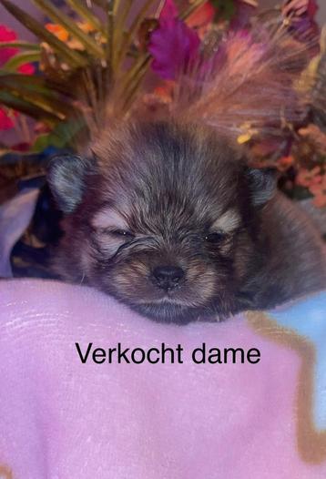 Pomriaan pups beschikbaar voor biedingen