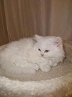 Prachtige kitten te koop - Turks Angora x Pers, Kater