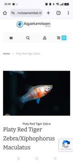 Gezocht Platy "Bleeding Heart

/ CORAL ZEBRA, Dieren en Toebehoren, Vis