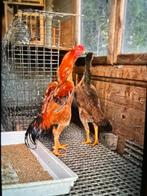 Shamo 9 maand oud  haan henen, Vrouwelijk, Kropper