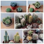Cactus boodschappentas vol (verschillende formaten, Ophalen, Minder dan 100 cm, In pot, Cactus