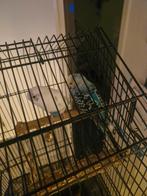 2 parkieten, Meerdere dieren, Kleurkanarie