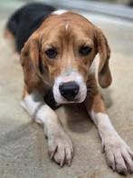 ACE: Alexi, wie gaat voor deze lieverd?, Dieren en Toebehoren, Beagle, Particulier, Rabiës (hondsdolheid), Reu