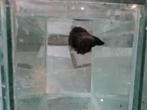 Betta splendens super delta kempvis man, Vis, Zoetwatervis