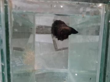 Betta splendens super delta kempvis man beschikbaar voor biedingen