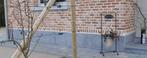 Gevelplint in blauwe hardsteen, 15 tot 60cm hoog, Ophalen, 100 tot 150 cm, Hardsteen, Nieuw