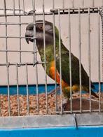 Bonte boer pop 2021, Dieren en Toebehoren, Vogels | Parkieten en Papegaaien, Vrouwelijk, Papegaai