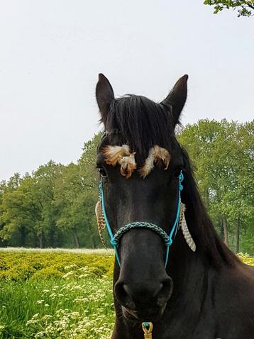 Micklem hoofdstel, bitlose hoofdstellen, touwhalsters beschikbaar voor biedingen