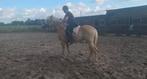 Mooie haflinger, Dieren en Toebehoren, Paarden, Ruin, 160 tot 165 cm, 3 tot 6 jaar