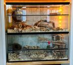 Gerbilarium (dubbele verdieping) met alle toebehoren, Ophalen, Gebruikt, 60 tot 90 cm, Minder dan 75 cm