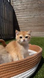 Britse korthaar gouden / British shorthair golden kittens, Meerdere dieren, Gechipt, 0 tot 2 jaar