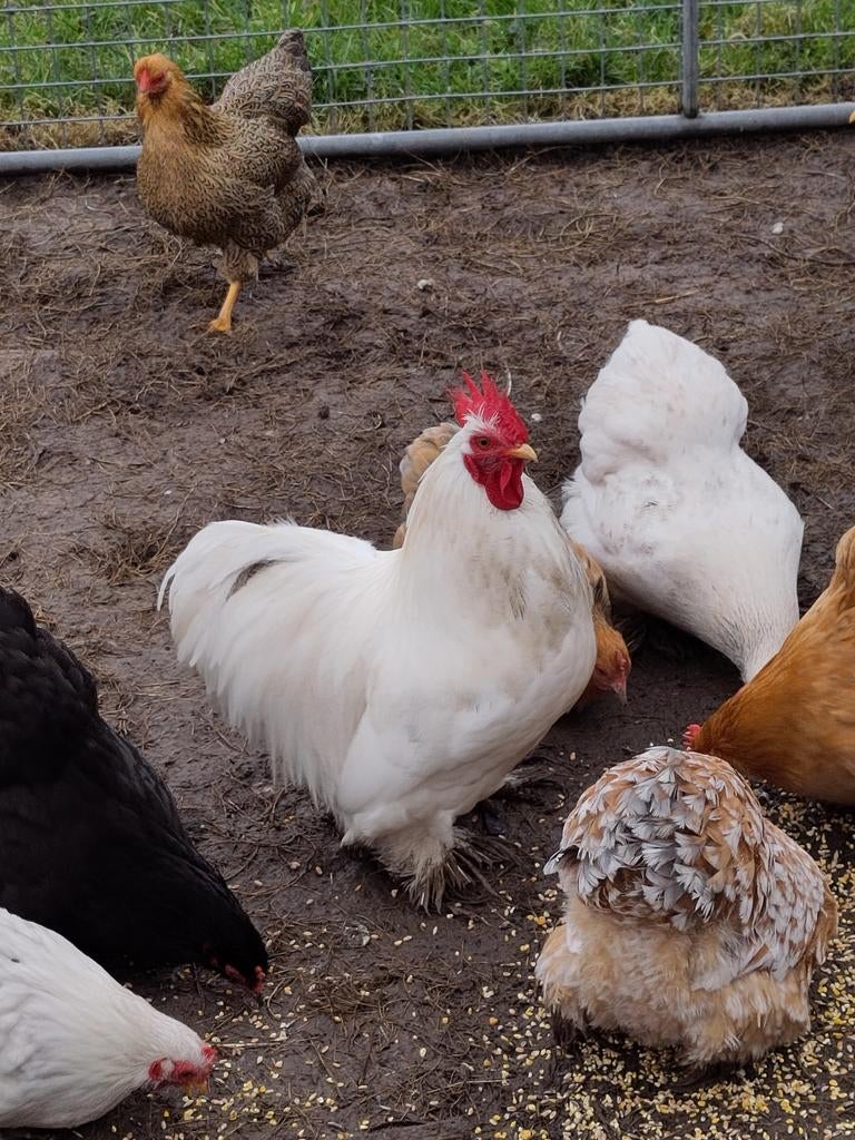 Cochin kriel haan wit, Dieren en Toebehoren, Pluimvee, Mannelijk, Kip