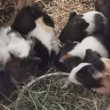 Zeer schattige baby cavia's, beertjes, zeugje borstels&glad  beschikbaar voor biedingen