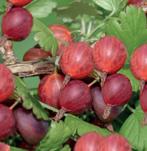 Kruisbes: Ribes uva-crispa Hinnonmaki, Vaste plant, Fruitplanten, Lente, Ophalen