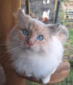 Ragdoll bluepoint TORTIE dekkater stamboom, dna/echo getest, Dieren en Toebehoren, Katten en Kittens | Raskatten | Langhaar, Poes