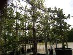 Laagstam leifruit, Tuin en Terras, Planten | Fruitbomen, Ophalen, Lente, Volle zon, In pot