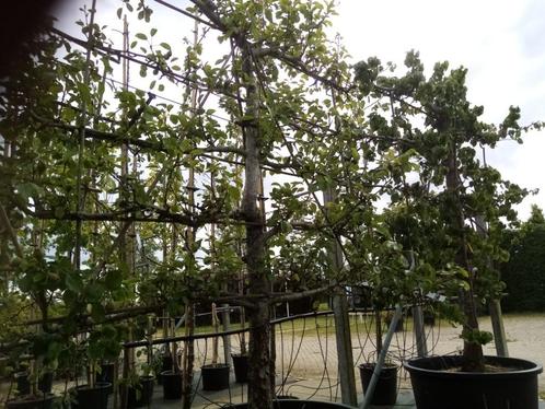 Laagstam leifruit, Tuin en Terras, Planten | Fruitbomen, Appelboom, 100 tot 250 cm, Volle zon, Lente, In pot, Ophalen