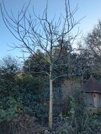 Walnotenboom / walnoot - juglans regia - 6 meter, Tuin en Terras, Planten | Bomen, Lente, 400 cm of meer, Ophalen, Volle zon