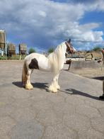 Zeer mooie stamboek 3 kleur Tinker, Dieren en Toebehoren, Paarden, Minder dan 160 cm, Hengst, 3 tot 6 jaar, Onbeleerd