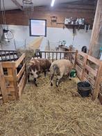 Dekrammen, Dieren en Toebehoren, Schapen, Geiten en Varkens, Mannelijk, Schaap, 0 tot 2 jaar