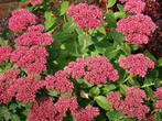 Sedum (Carl) vaste plant, Ophalen, Bodembedekkers, Volle zon, Vaste plant