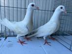 Jonge Witte Postduiven, Dieren en Toebehoren, Vogels | Duiven, Meerdere dieren, Postduif