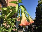 Brugmansia groot € 15, Ophalen of Verzenden, Zomer, Overige soorten