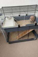 Te koop konijn plus hok, Meerdere dieren, Dwerg