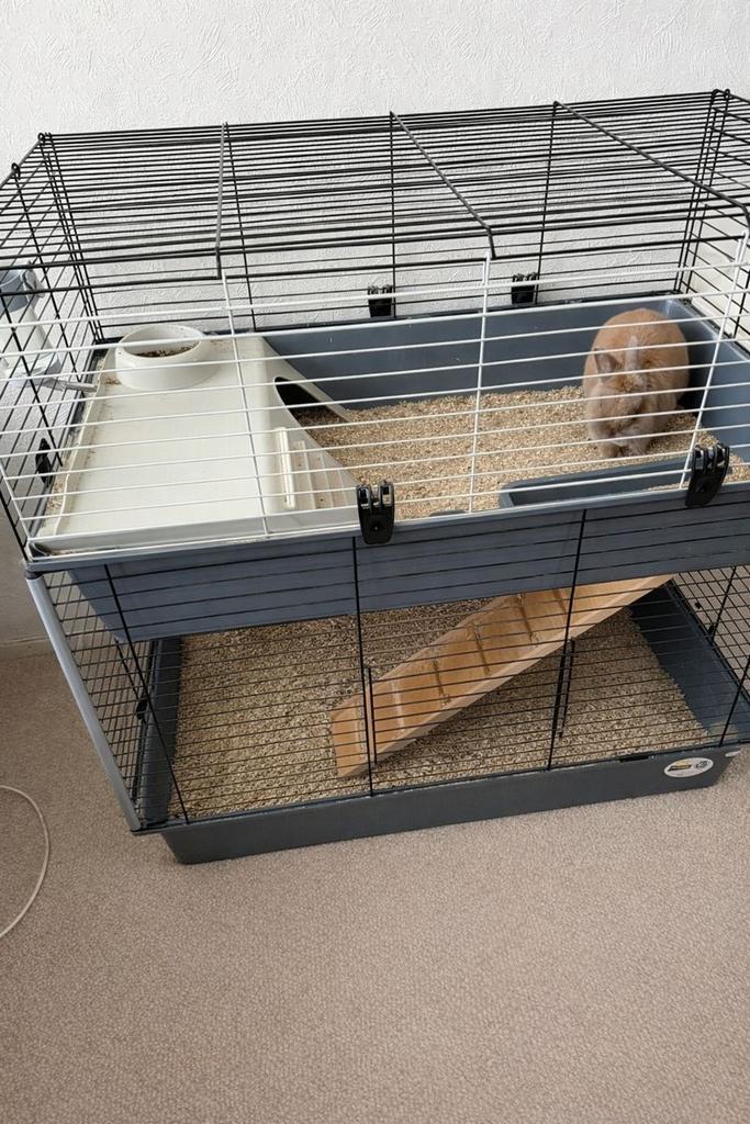 Te koop konijn plus hok, Dieren en Toebehoren, Konijnen, Dwerg, Meerdere dieren