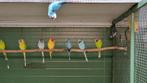 Pruimekop, Dieren en Toebehoren, Vogels | Parkieten en Papegaaien, Meerdere dieren, Papegaai, Geringd