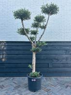 Olea europaea olijfboom pon pon, 100 tot 250 cm, Olijfboom, Zomer, Ophalen
