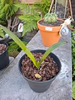 Trachycarpus Fortunei, Ophalen, Bloeit niet, Overige soorten, Volle zon