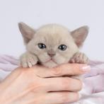 Lilac Burmees kitten (België), Dieren en Toebehoren, Kater, Gechipt, 0 tot 2 jaar