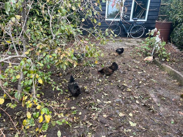 5 kippen en een haantje, Dieren en Toebehoren, Pluimvee, Kip, Vrouwelijk