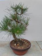 Bosai  pinus thunbergii, Ophalen of Verzenden, Overige soorten, Volle zon