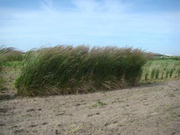 agapanthussen, vaste planten en siergrassen aangeboden beschikbaar voor biedingen