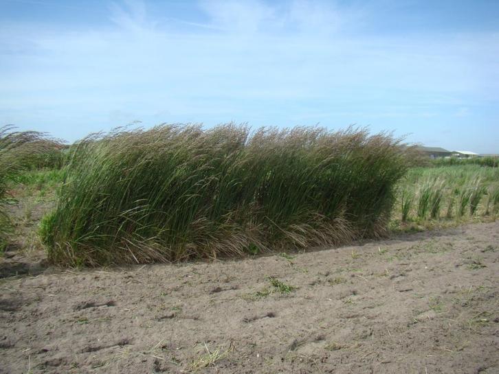 agapanthussen, vaste planten en siergrassen aangeboden, Tuin en Terras, Planten | Tuinplanten, Vaste plant, Ophalen