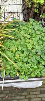 Geranium Czakor, Tuin en Terras, Vaste plant, Halfschaduw, Zomer, Ophalen