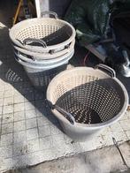 Bollenmanden, Ophalen of Verzenden, Volle zon, Knol