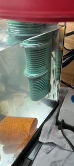 Tekoop jongen ancistrus algeneters Per 3 stuks 3 euro., Vis