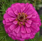 Zaden zinnia Californische reuzen, Verzenden, Voorjaar, Volle zon, Zaad