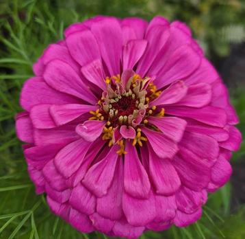 Zaden zinnia Californische reuzen beschikbaar voor biedingen